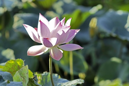 A beautiful pink waterlily or lotus flower in pond, creative natureの写真素材