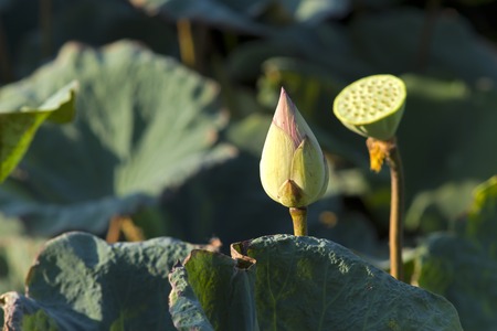 A beautiful pink waterlily or lotus flower in pond, creative natureの写真素材