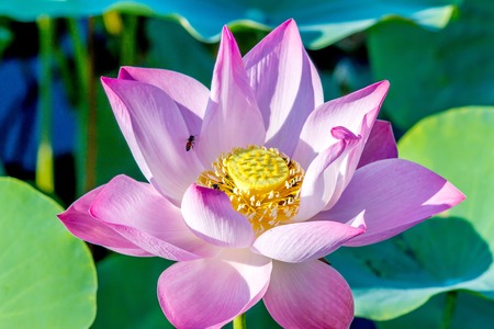 A beautiful pink waterlily or lotus flower in pond, creative natureの写真素材