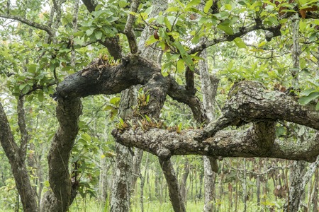 Are very common in dry open forest and grasslands are characterized as small animals Sunda Arc. Wood is hardwoodの写真素材