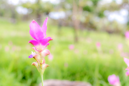Curcuma alismatifolia( Siam Tulip)There are many endemic plants in the rainy season in the north east of Thailandの写真素材