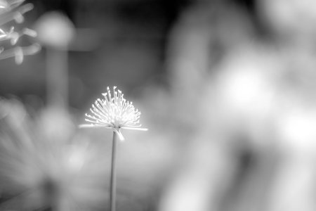 Another beautiful flowers soft dreamy blur
