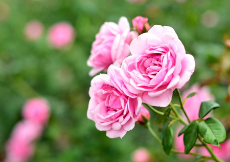 Roses are the flowers used to express love in a special session right would like to present a rose to each otherの写真素材