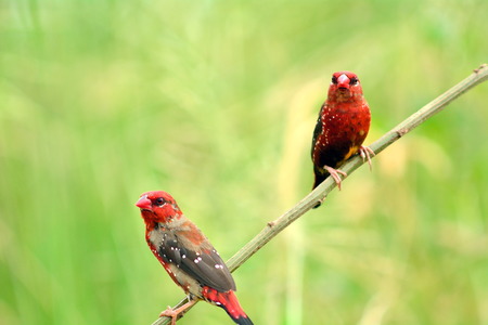 Red Avadavat (Amandava amandava) in the breeding season. Males have beautiful hair red polka dot feed in pasturesの写真素材