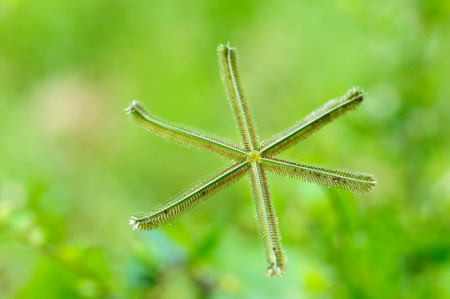 Natural grass grows well in the tropicsの写真素材