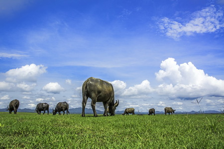 Thai buffalo were close to zero. With more people turning to mechanizationの写真素材