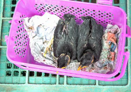 common hill myna bird were taken from their parents Thailand Laos border tradeの写真素材