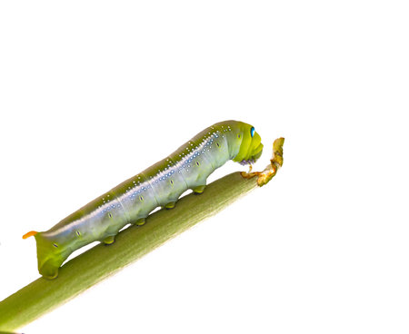 Azalea caterpillars eating the pods of the treeの写真素材