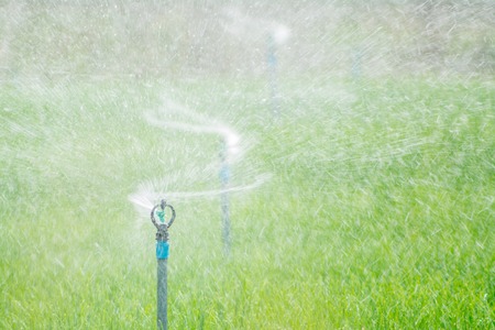 Agricultural plan. Sprinkler watering vegetables needed as their laborの写真素材