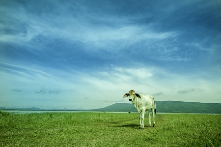 Male prairie grass lake water Suitable for cattle grazing after the harvest seasonの写真素材