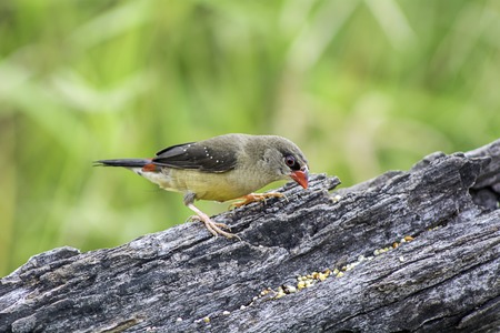 Red Avadavat: Amandava amandava a wicker red birds eat the grass. Like usury, grass and grainの写真素材