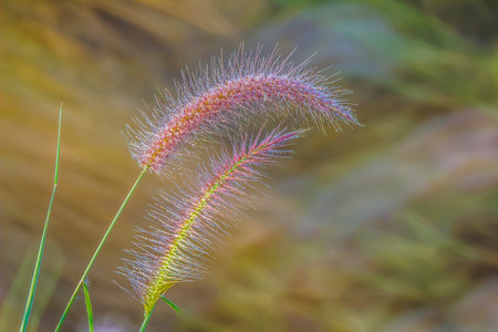 natural grass. Weather seasons in the sweet dew island flowerの写真素材