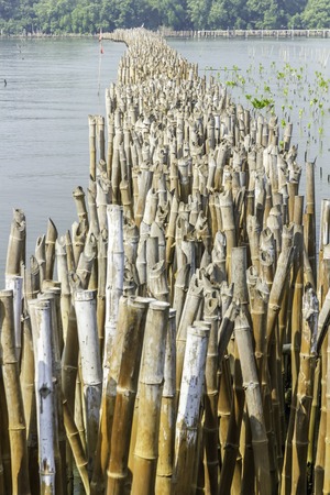 Conservation of wetlands and water erosion in the Gulf of Thailand is a problem in every year. To lose a lot of ground. Conservation began planting bamboo stick to remove the soil flows into the seaの写真素材