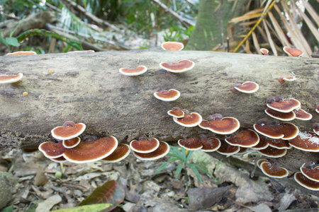 Wild mushroom Spontaneous natural timber with multi-colored foods and herbs.