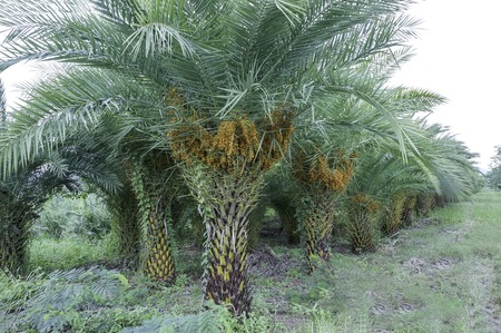 phoenix dactylifera fruit and medicinal plants are native to the middle ast sweetの写真素材