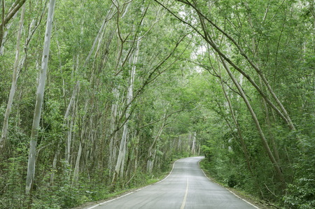 road in forest green path is shady and fresh airの写真素材