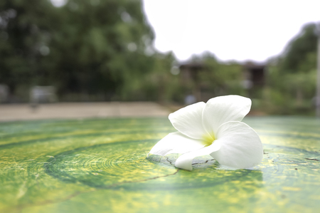 White flowers on the table with a circular patternの写真素材