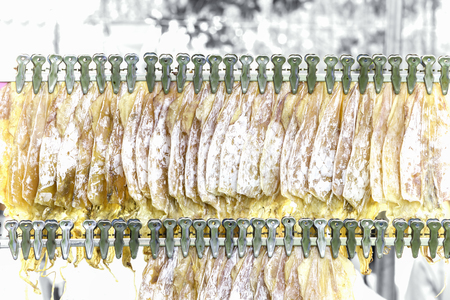 squid hang on the lineの写真素材