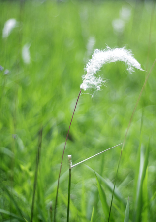 White flowers to the fullest. Split bloom beautifully fluffyの写真素材
