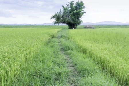 Rice planting season rains Achieved only areas where waterの写真素材
