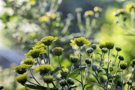 beautiful chrysanthemum morifolium ramat in sun light and lans flare macro with extremely shallow dof soft styleの写真素材