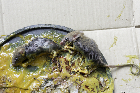 Glue Mousetrap eliminate rodent infestation that destroyed what  home  damageの写真素材