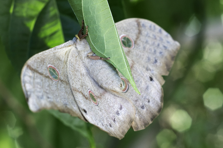 Emperor Moth resting on a tree to lay their eggs behindの写真素材