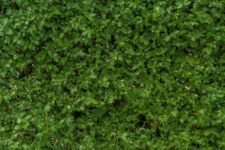 leaves Wall