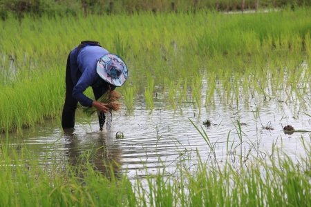 Farmerの写真素材