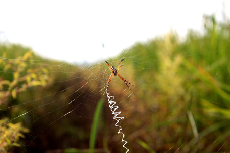 spider in farm rice