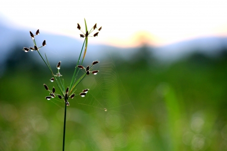 Dew の写真素材