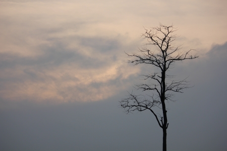 tree の写真素材