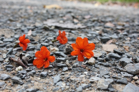 Flower on the rocksの写真素材