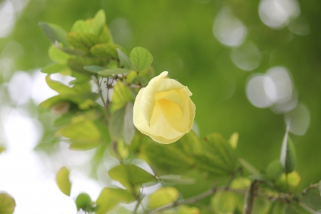 Yellow Flowerの写真素材