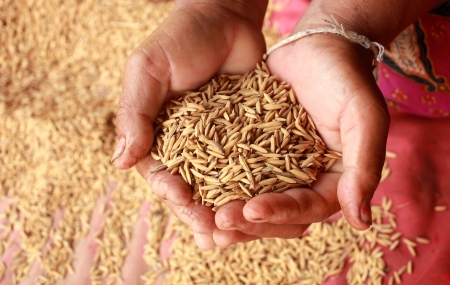 hands holding riceの写真素材