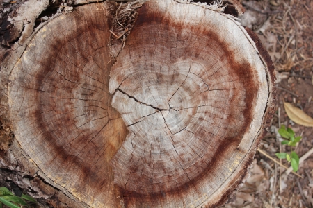 tree stump backgroundの写真素材