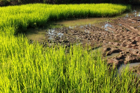 Planted riceの写真素材