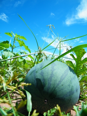 watermelon  on a plantationの写真素材