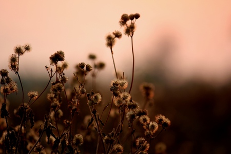 Sunset and grassの写真素材