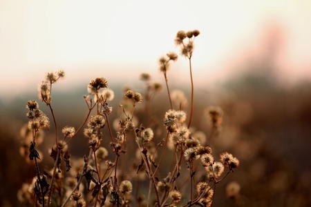 Sunset and grassの写真素材