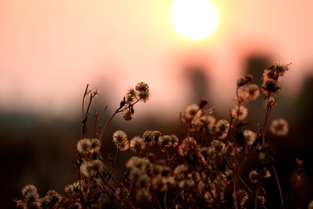 Sunset and grassの写真素材