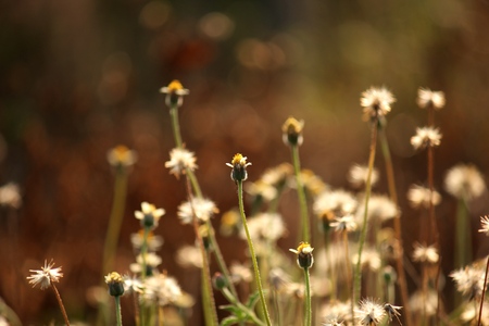 Grass close-upの写真素材