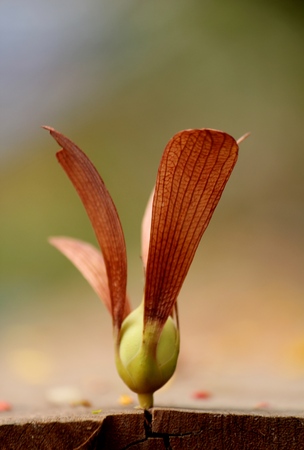 blowing in the windの写真素材