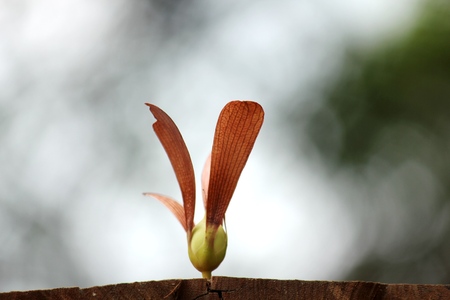 blowing in the windの写真素材