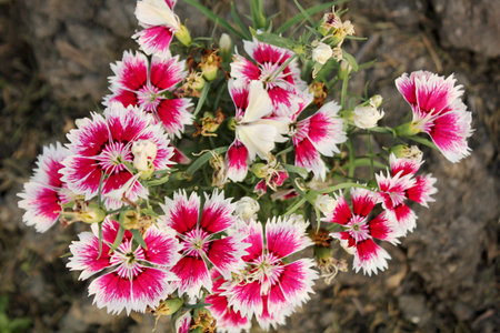 Dianthus flowersの写真素材