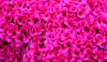 Pink curls