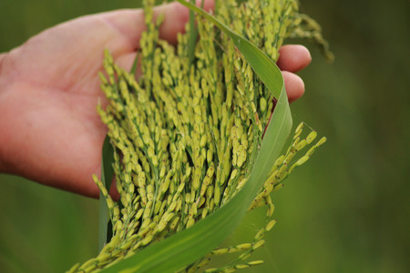 rice spike on handの写真素材