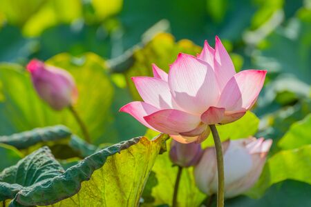Pink Lotus in the lakeの写真素材