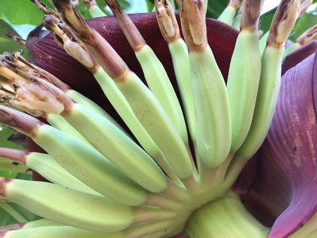 Banana, while still a small child.の写真素材