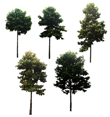 Trees of the same species from 5, Ready to Deploy, There are a lot filled earlyの写真素材